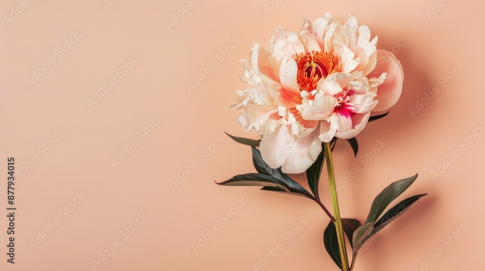 Macro peony flower on beige background poster Macro peony flower on beige background poster