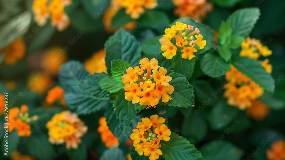 closeup view of a lantana montevidensis creeping lantana plant and flower closeup view of a lantana montevidensis creeping lantana plant and flower