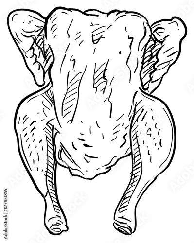 chicken meat handdrawn illustration