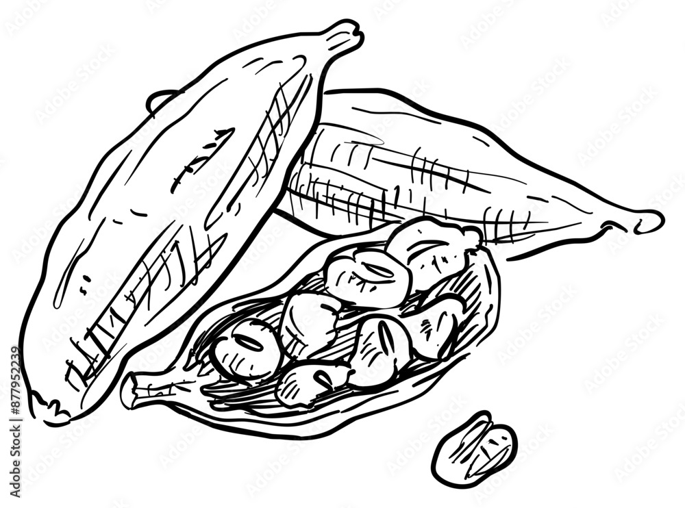 cocoa handdrawn illustration cocoa handdrawn illustration
