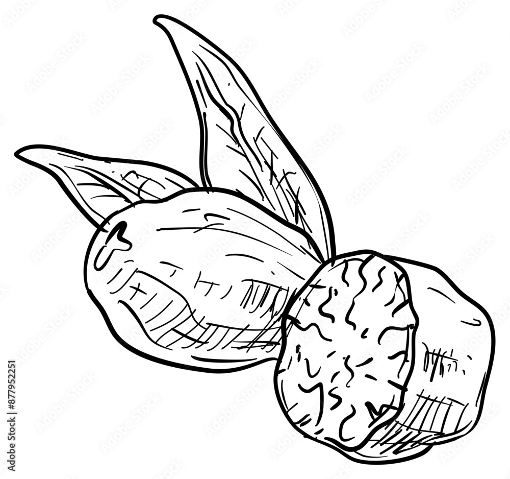 Fototapeta premium walnut handdrawn illustration
