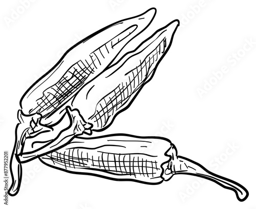 chilli handdrawn illustration