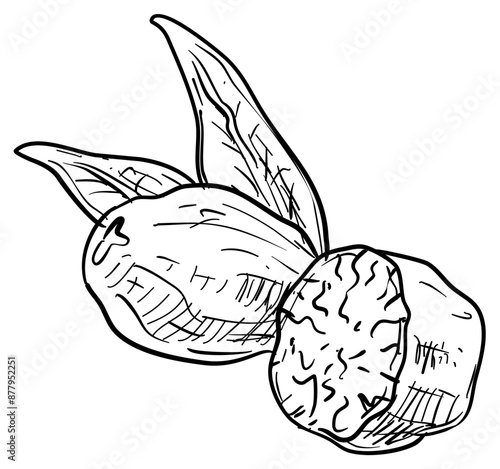 walnut handdrawn illustration