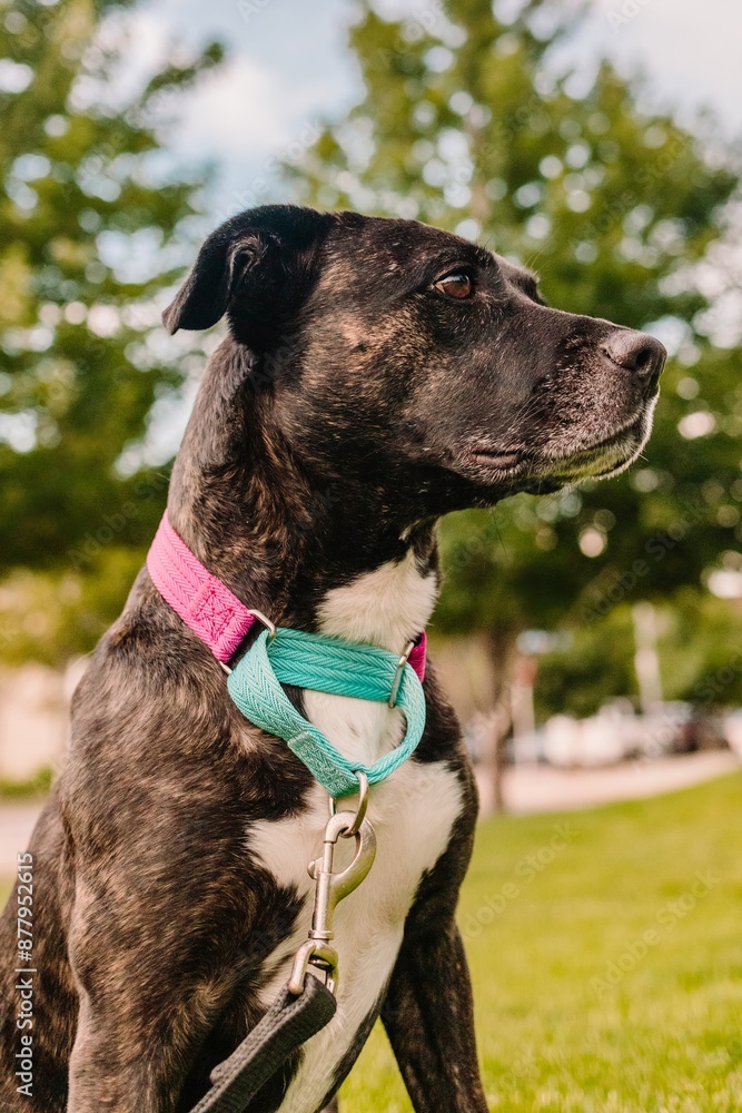 Black brindle pit bull mixed breed rescue dog looking to the side Black brindle pit bull mixed breed rescue dog looking to the side