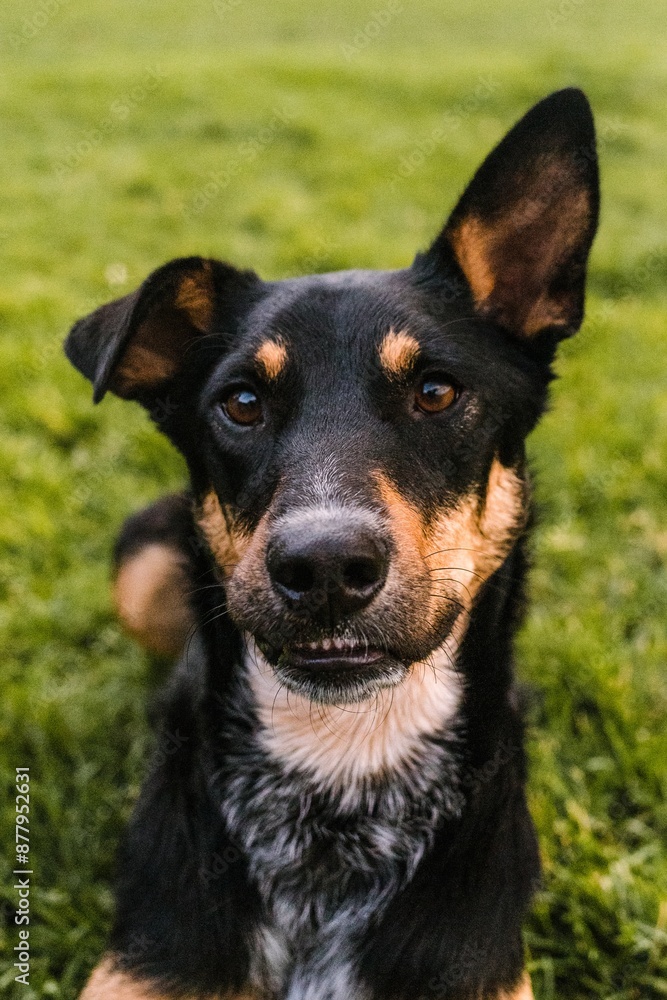 mixed breed rescue dog makes silly smiling face mixed breed rescue dog makes silly smiling face