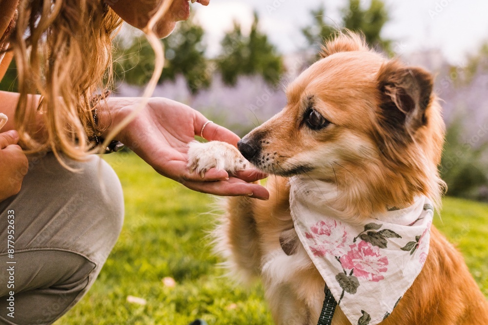 Happy Chihuahua mix mixed breed rescue dog shaking hands trick Happy Chihuahua mix mixed breed rescue dog shaking hands trick