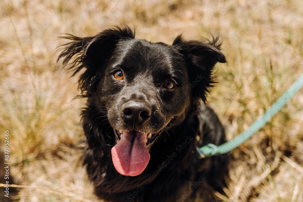 Fototapeta premium Rescue mixed breed mutt dog smiling looking up at camera