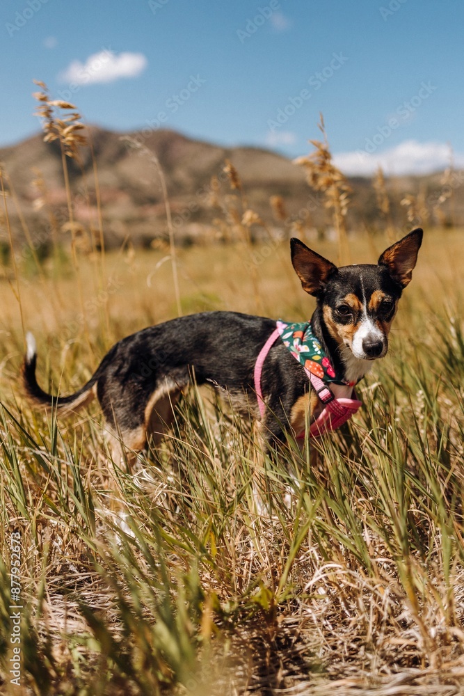 Rescue dog Chihuahua mix standing in field of long grass in summer Rescue dog Chihuahua mix standing in field of long grass in summer
