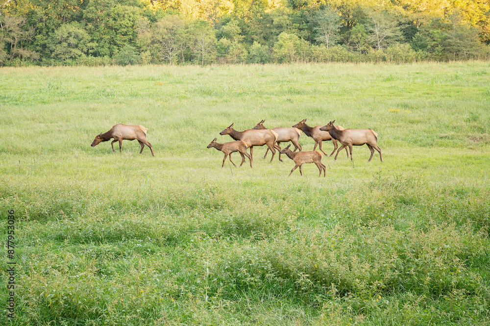Herd of elk grazing in a grassy field near a forest Herd of elk grazing in a grassy field near a forest