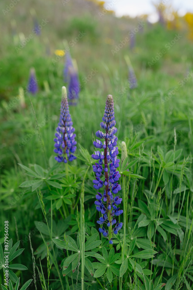 Purple lupine flowers in a green meadow during springtime. Purple lupine flowers in a green meadow during springtime.