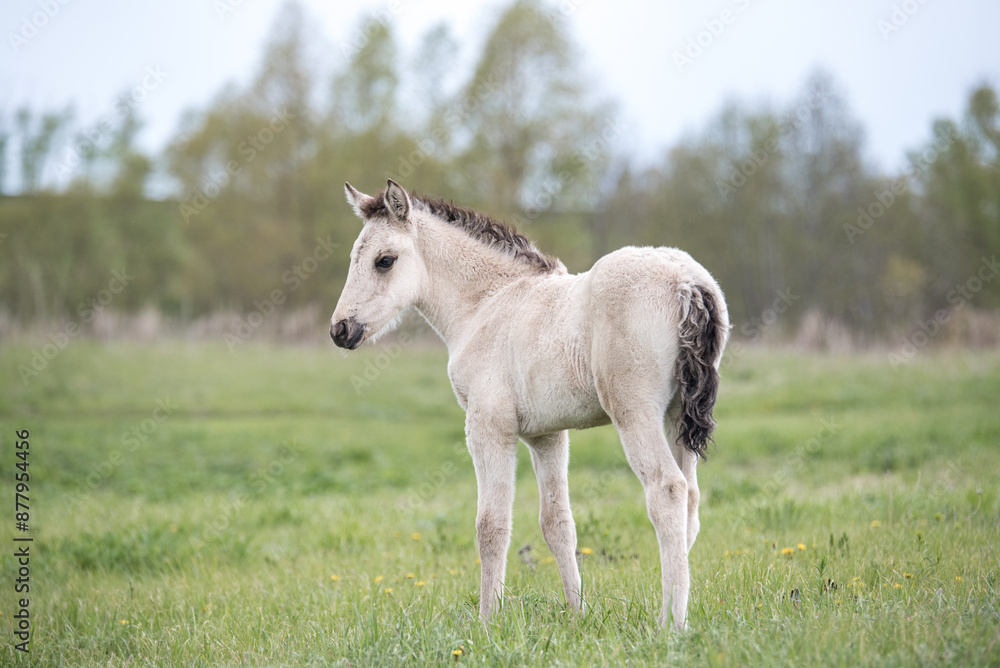 White Foal Standing in a Green Pasture White Foal Standing in a Green Pasture
