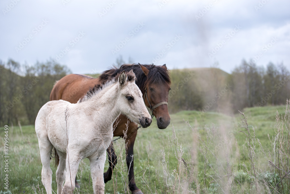 Fototapeta premium Brown and White Horses in a Green Pasture on a Cloudy Day