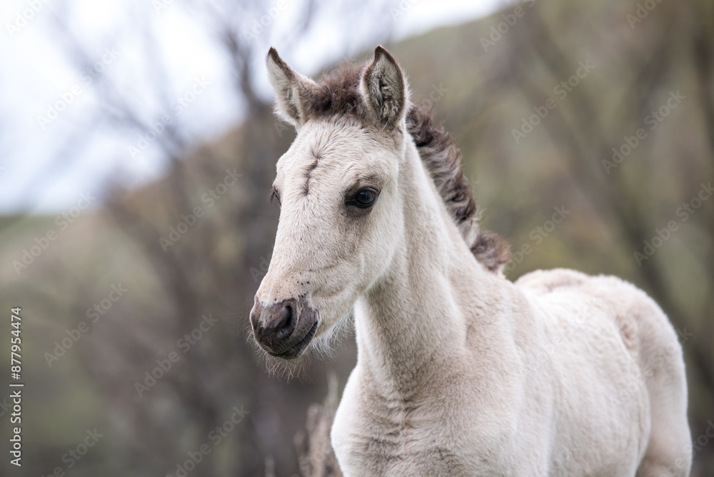 A White Foal Standing in a Field