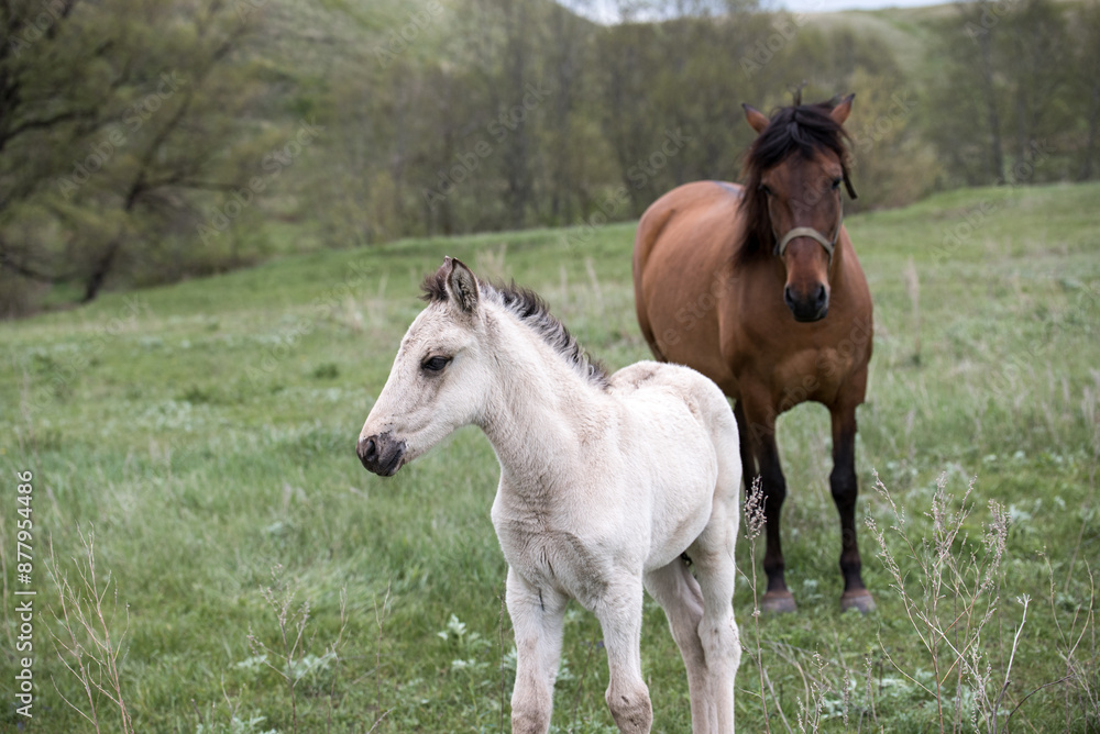 A White Foal Stands Beside Its Mother in a Spring Field A White Foal Stands Beside Its Mother in a Spring Field