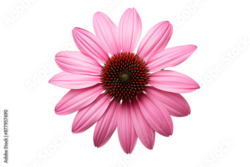 A Pair of Pink Dumbbells Ready for a Strength Training Workout on a White or Clear Surface PNG Transparent Background