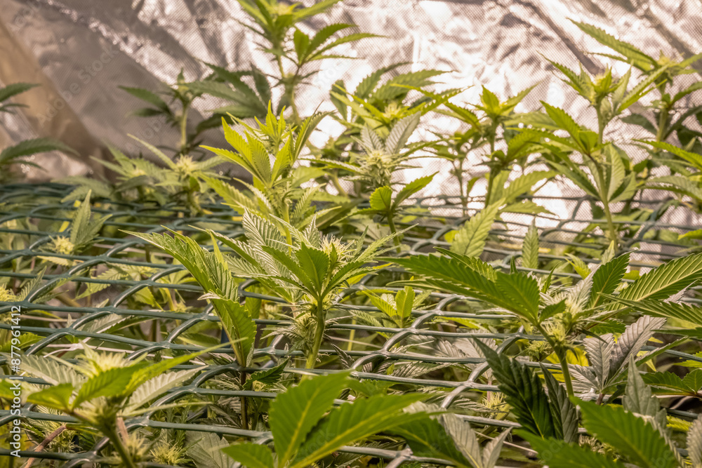 female blossom marijuana SoG Sea of Green net hemp cultivation technique Growing pot indoor bloom stage growth Medical female blossom marijuana SoG Sea of Green net hemp cultivation technique Growing pot indoor bloom stage growth Medical