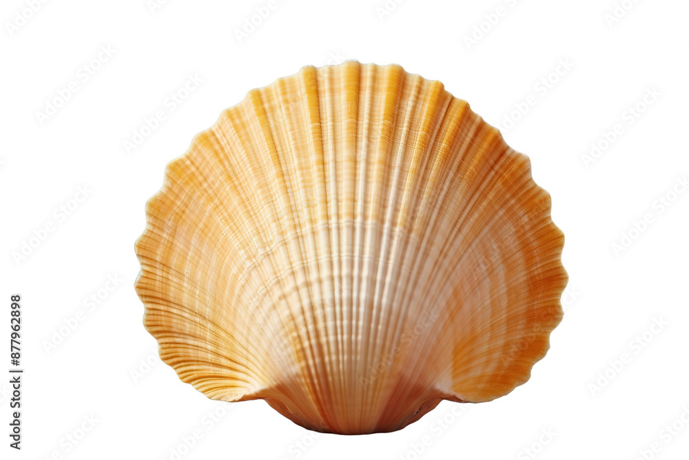 A Creamy Seashell With Delicate Ridges, Isolated on White Background on a White or Clear Surface PNG Transparent Background A Creamy Seashell With Delicate Ridges, Isolated on White Background on a White or Clear Surface PNG Transparent Background