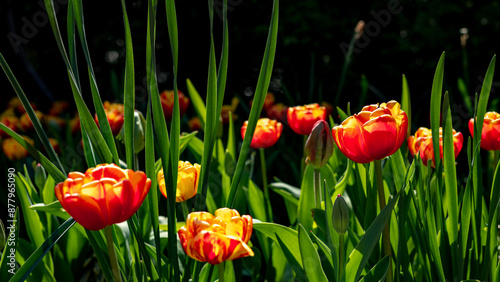 red and yellow tulips