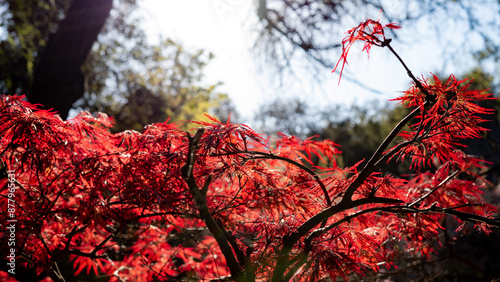 red autumn leaves