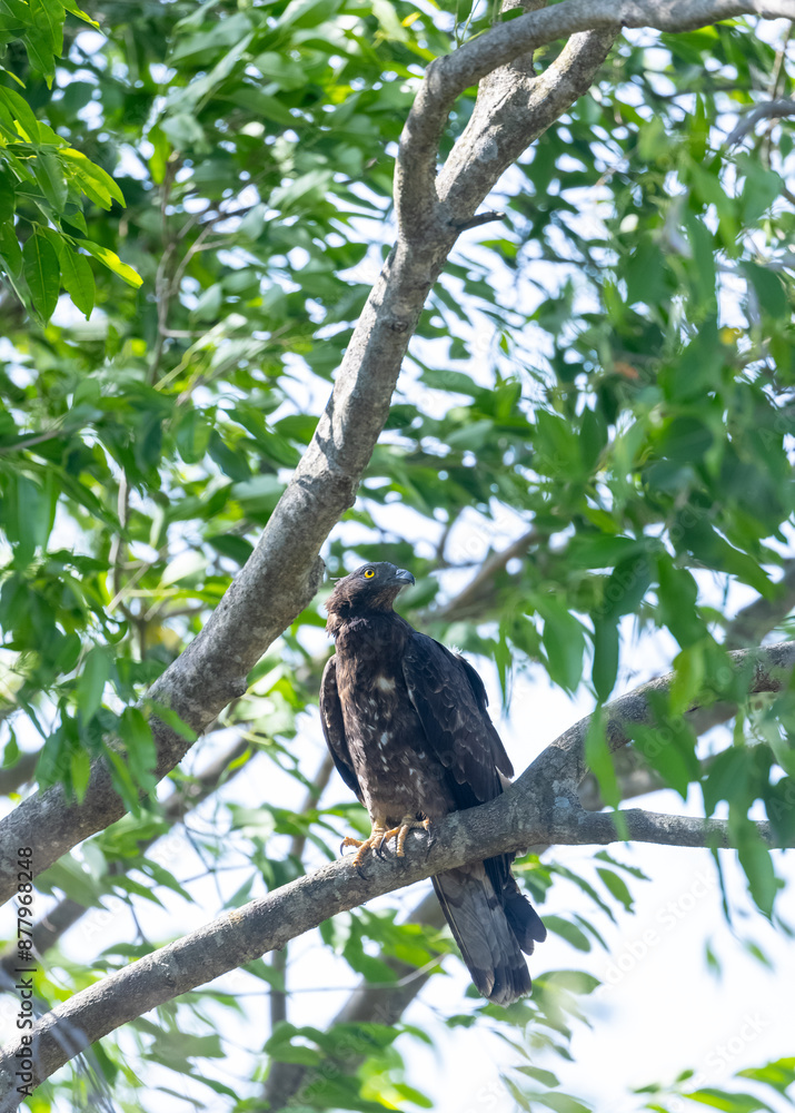 Fototapeta premium European Honey Buzzard (Pernis apivorus) raptor bird perching on tree branch.