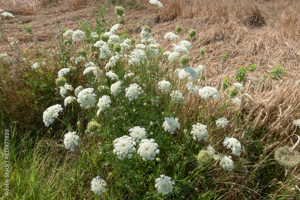 Daucus carota Wild Carrot flower