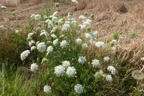 Obraz na płótnie Daucus carota Wild Carrot flower w salonie