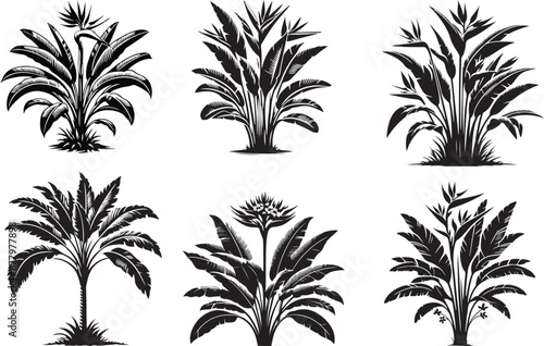 Single topical banana Plants Silhouette vector illustration style with white background