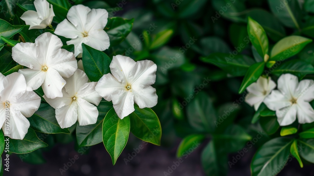 Jasmine flowers in full bloom, delicate white petals against a backdrop of lush green leaves, a fragrant and enchanting evening garden setting Jasmine flowers in full bloom, delicate white petals against a backdrop of lush green leaves, a fragrant and enchanting evening garden setting
