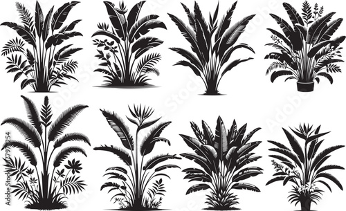 Single topical banana Plants Silhouette vector illustration style with white background