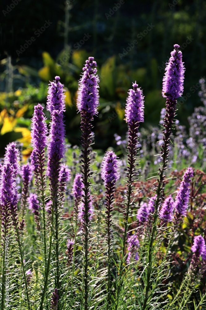 Obraz premium Purple flowers of Liatris spicata plant in the garden