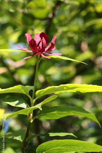 pretty,decorative red flowers of Calycanthus Raulstonii in park close up photo