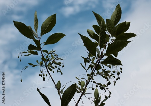 twigs of  Chionanthus Virginicus tree with growing small fruits photo