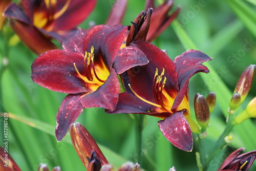 Fotografie Dark red lilly in the garden, Lilium flowers.