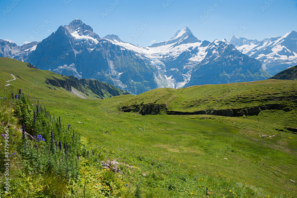 stunning alpine landscape Grindelwald First, view to Bernese Alps, monkshood flowers stunning alpine landscape Grindelwald First, view to Bernese Alps, monkshood flowers