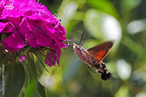 Macroglossum stellatarum photo