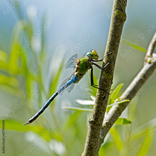 Anax imperator photo