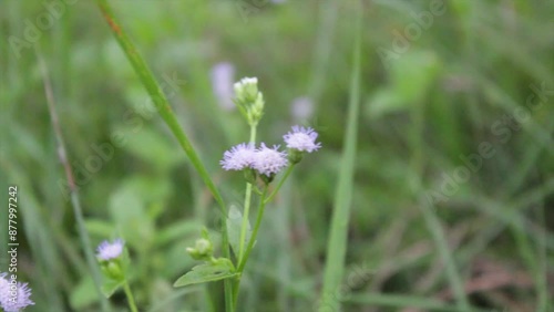 Wallpaper Mural wild grass flowers blowing in the wind Torontodigital.ca