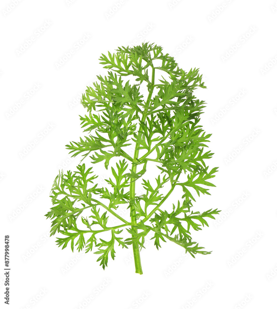 One green carrot twig isolated on white One green carrot twig isolated on white