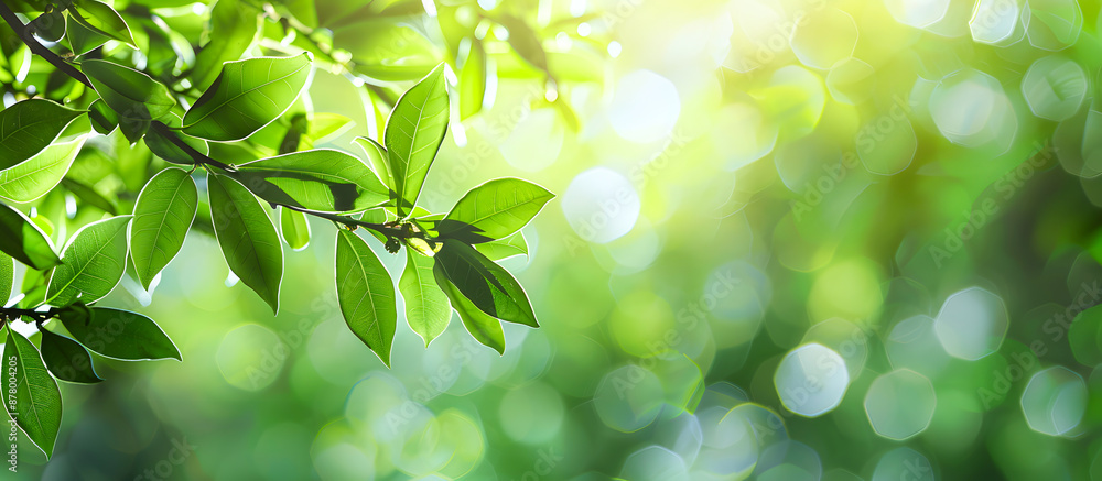 Close-up of lush green leaves with soft sunlight filtering through, creating a serene and vibrant natural background. Close-up of lush green leaves with soft sunlight filtering through, creating a serene and vibrant natural background.