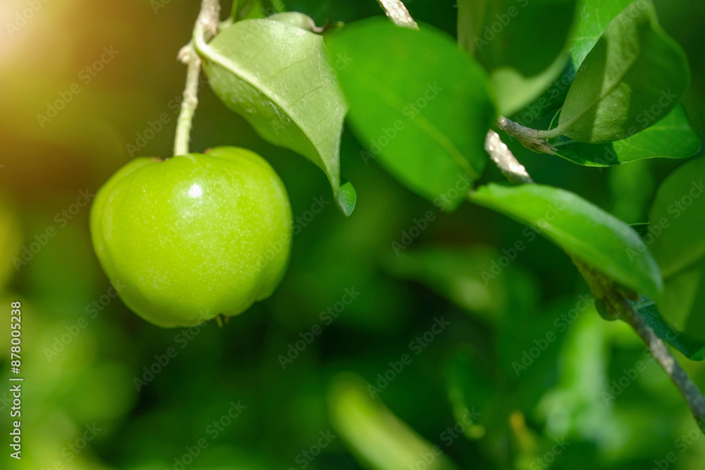 Thailand green Acerola cherry. Select focus, soft focus, high vitamin, green acerola cherry. Thailand green Acerola cherry. Select focus, soft focus, high vitamin, green acerola cherry.