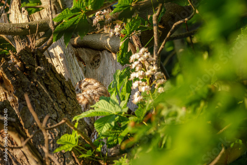 Waldkauz im Kastanienbaum bei Abendsonne photo