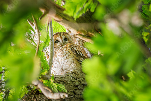 Waldkauz im Kastanienbaum bei Abendsonne photo