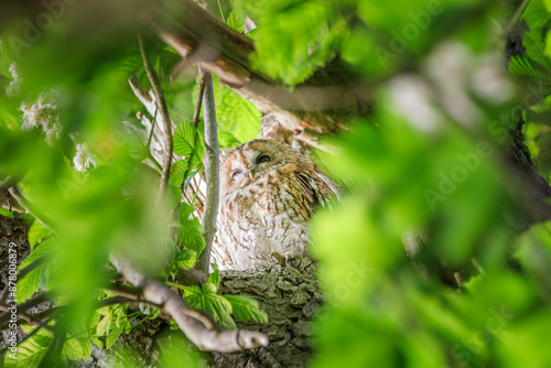 Waldkauz auf Kastanienbaum in Abendsonne photo