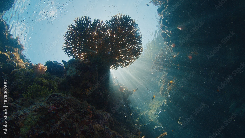 Obraz premium Coral reef in the tropical sea in Indonesia