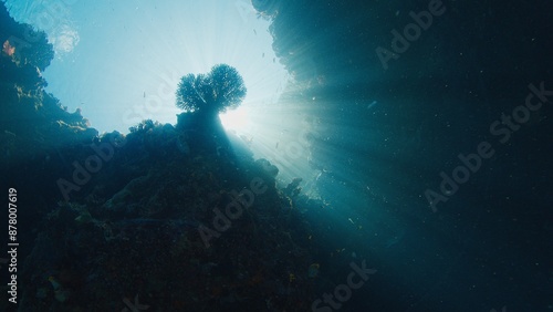 Fototapeta Naklejka Na Ścianę i Meble -  Coral reef in the tropical sea in Indonesia