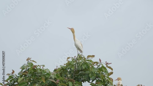 Cattle egreat and stork are sitting on the whole tree. photo