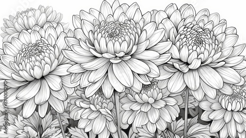 coloring book Black and white image of a bouquet of chrysanthemums.