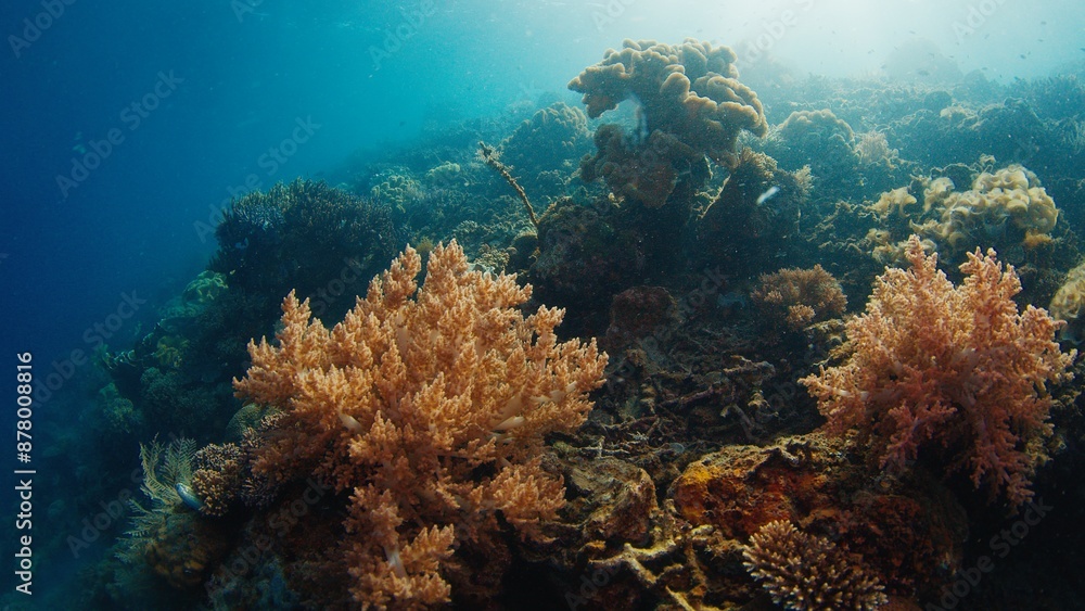 Fototapeta premium Coral reef in the tropical sea in Indonesia