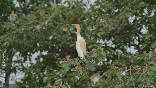 Cattle egreat and stork are sitting on the whole tree. photo