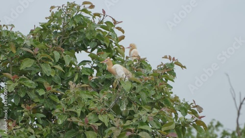 Cattle egreat and stork are sitting on the whole tree. photo